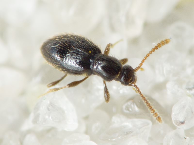 Stenichnus (Cyrtoscydmus) collaris (P.W.J. Müller & Kunze, 1822)